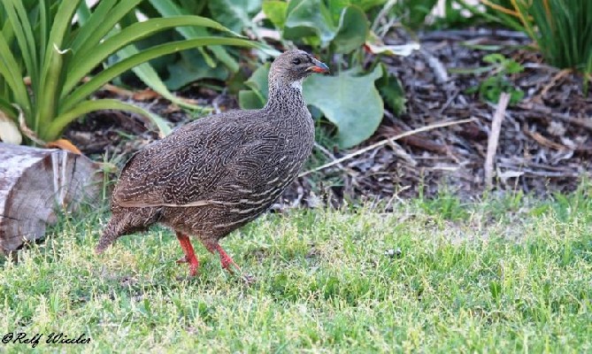 Cape Francolin