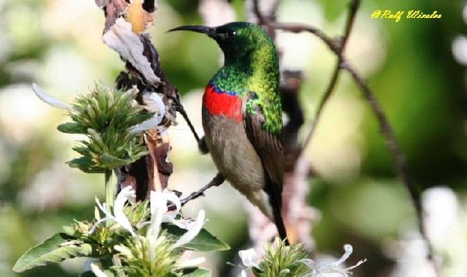 Southern Double-collared Sunbird