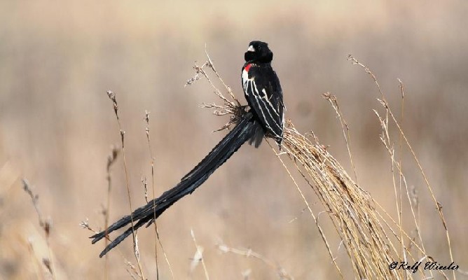 Long-tailed Widowbird