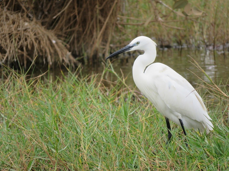 Little Egret