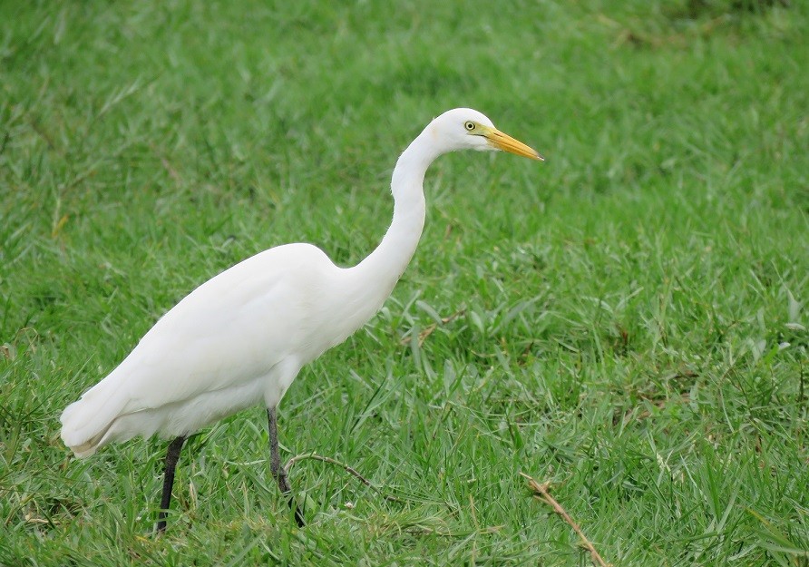 Intermediate Egret