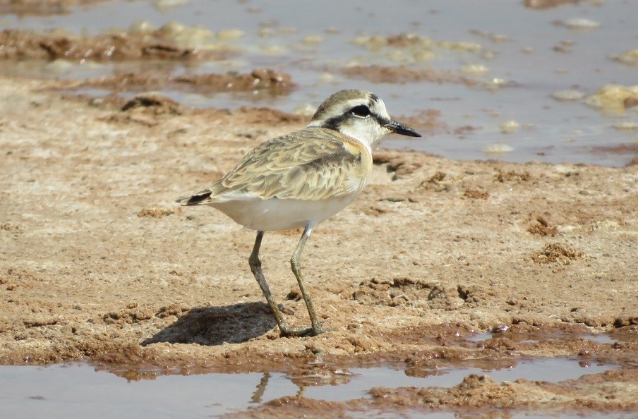 Kittlitz's Plover in the Saloum Delta