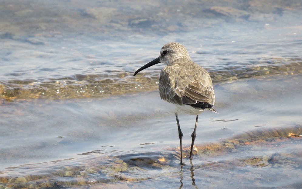 Winter Curlew Sandpiper in a lagoon