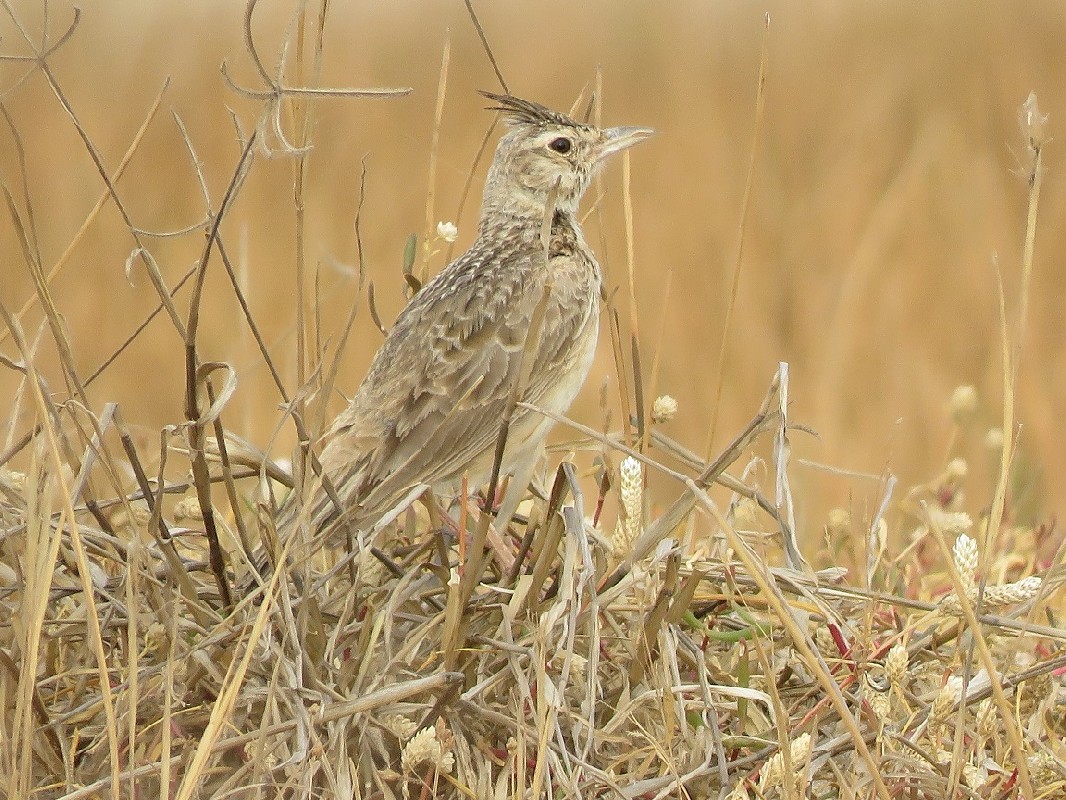 Crested Lark in a flood plain