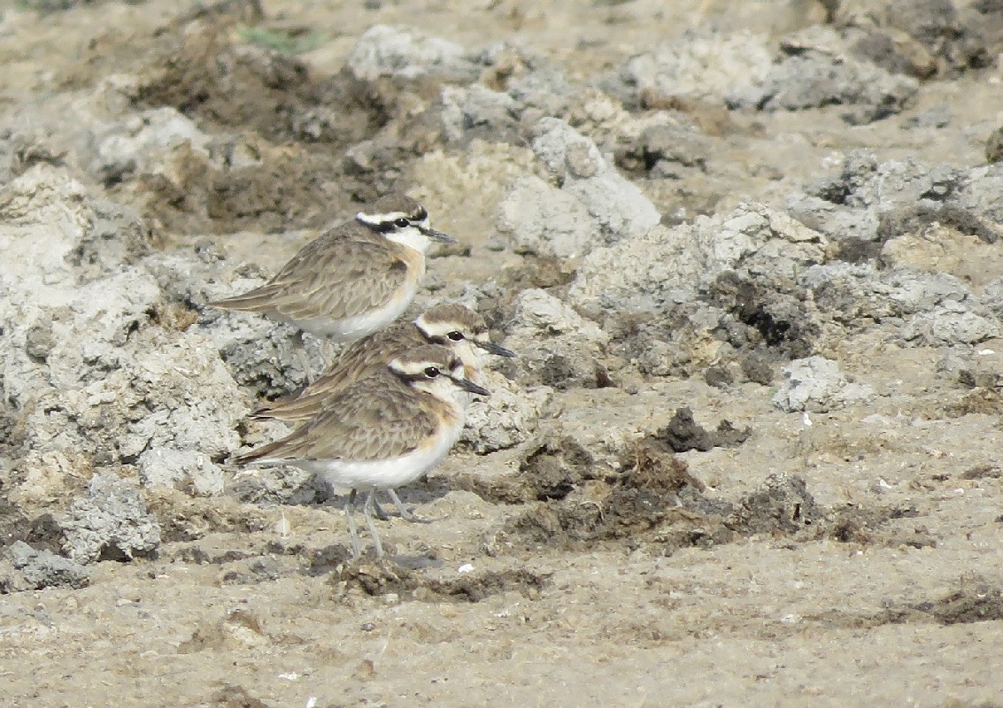Three Kittlitz's Plovers resting on a mudflat