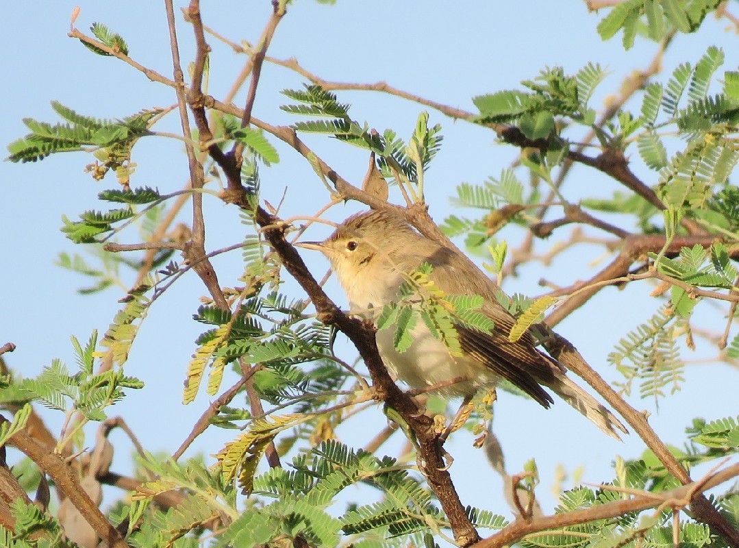 Eastern Olivaceous Warbler ssp. reiseri feeding while tail-flicking