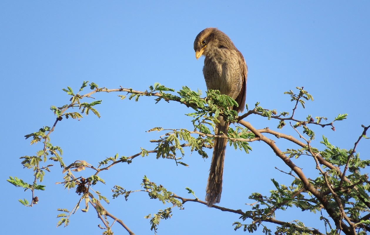 Yellow-billed Shrike looking around