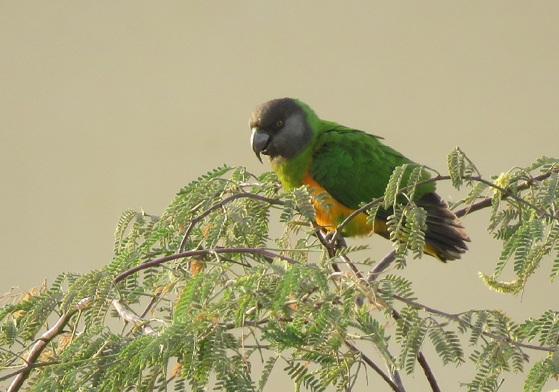 Senegal Parrot feeding in a garden
