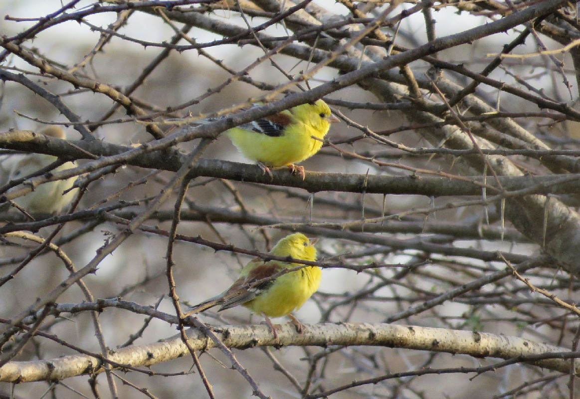 Part of a flock of Sudan Golden Sparrows, shortly before sunset