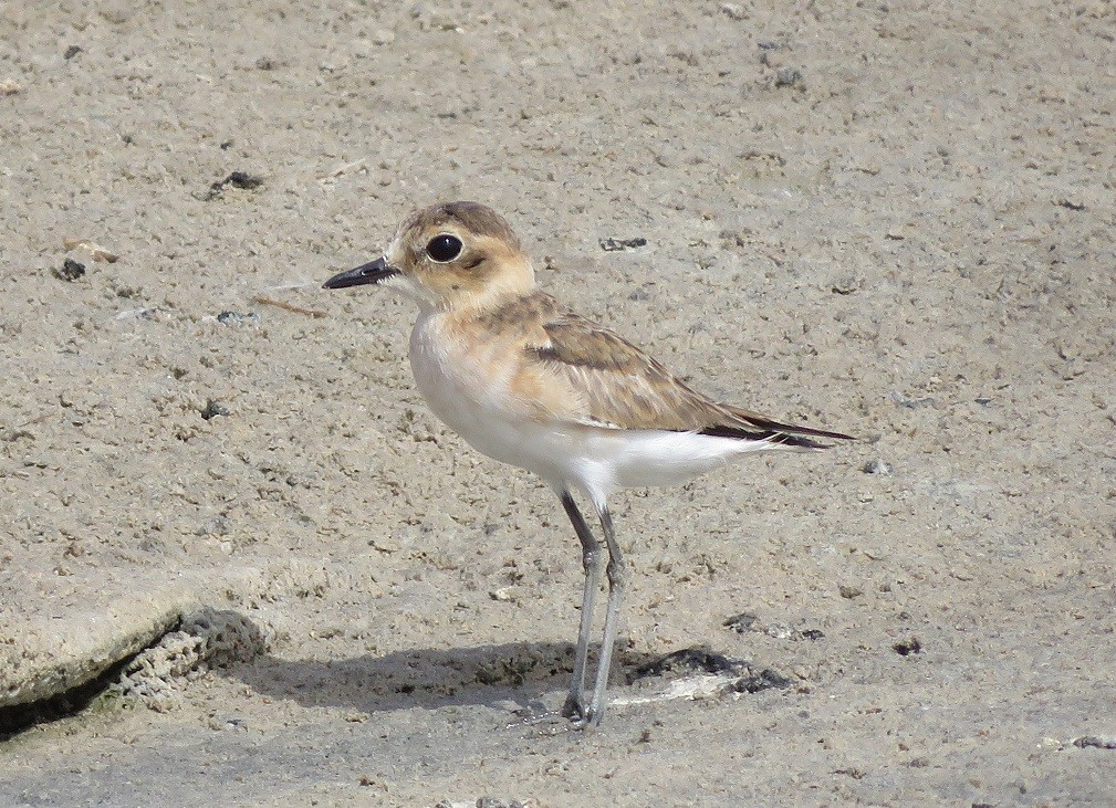 Kittlitz's Plover at Technopole, Dakar