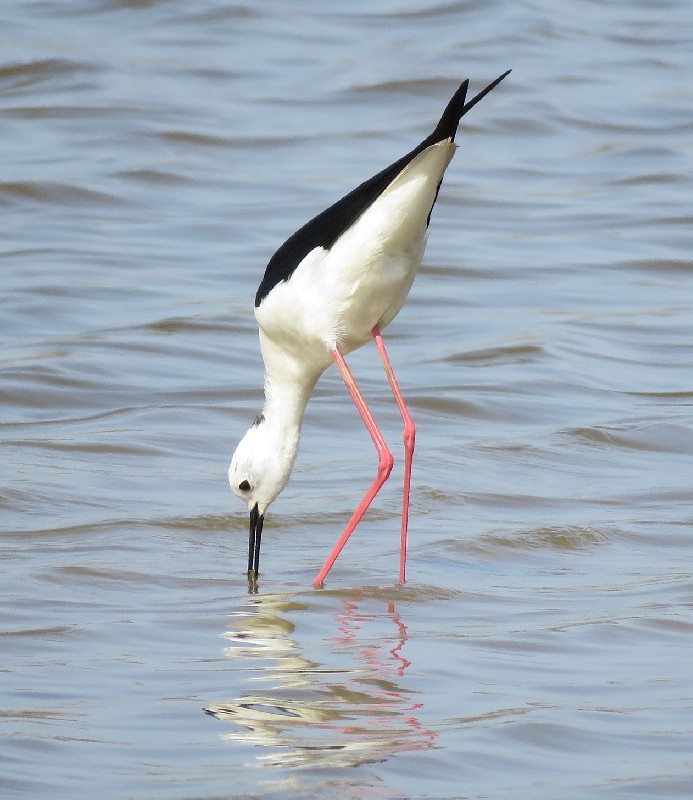 Black-winged Stilt feeding