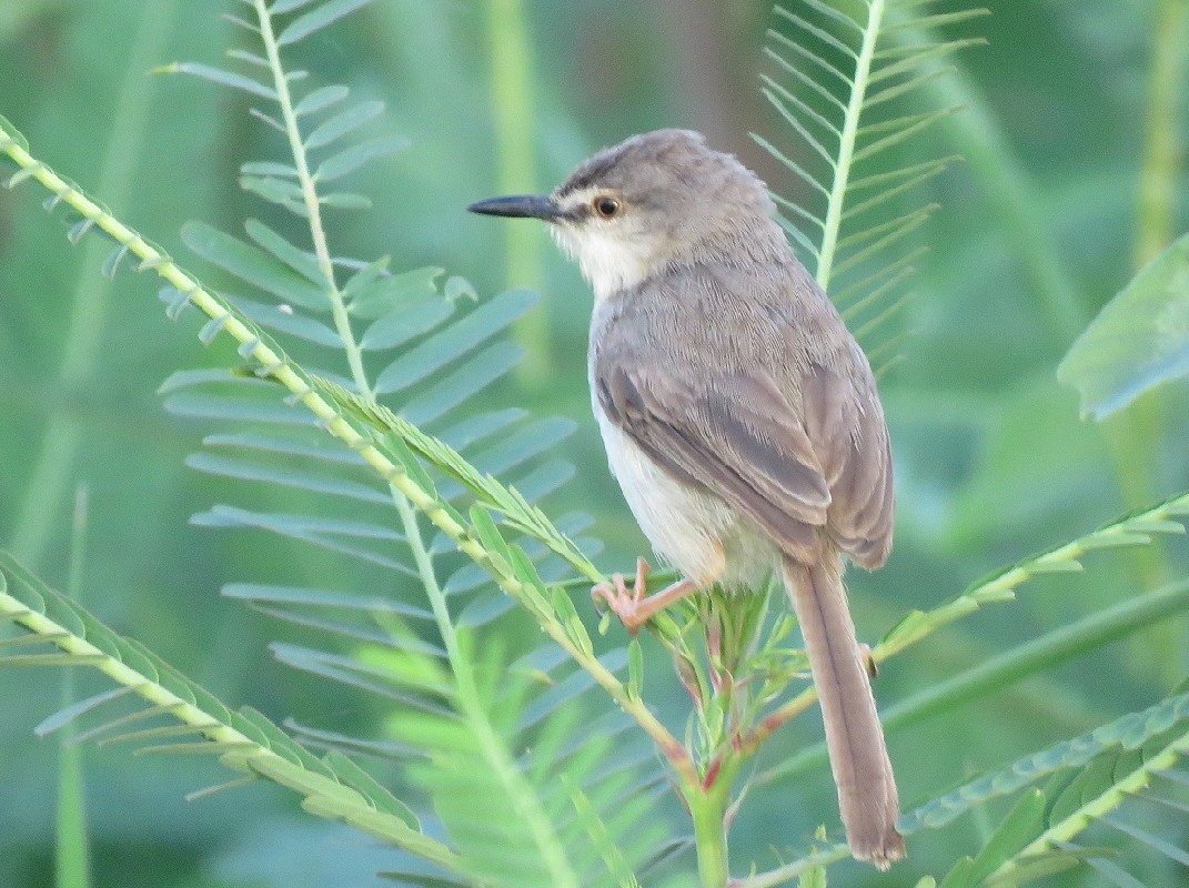 River Prinia at Saint-Louis sewage farm, Senegal