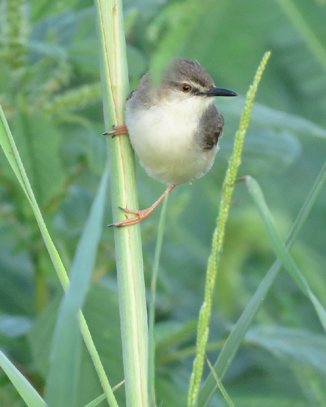 Adult River Prinia at Saint-Louis sewage farm, Senegal