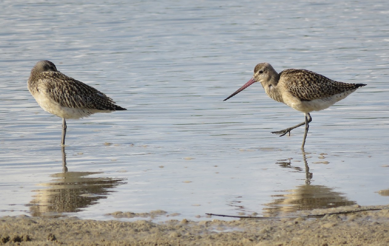 Two Bar-tailed Godwits in a lagoon, PN de la Langue de Barbarie, Senegal