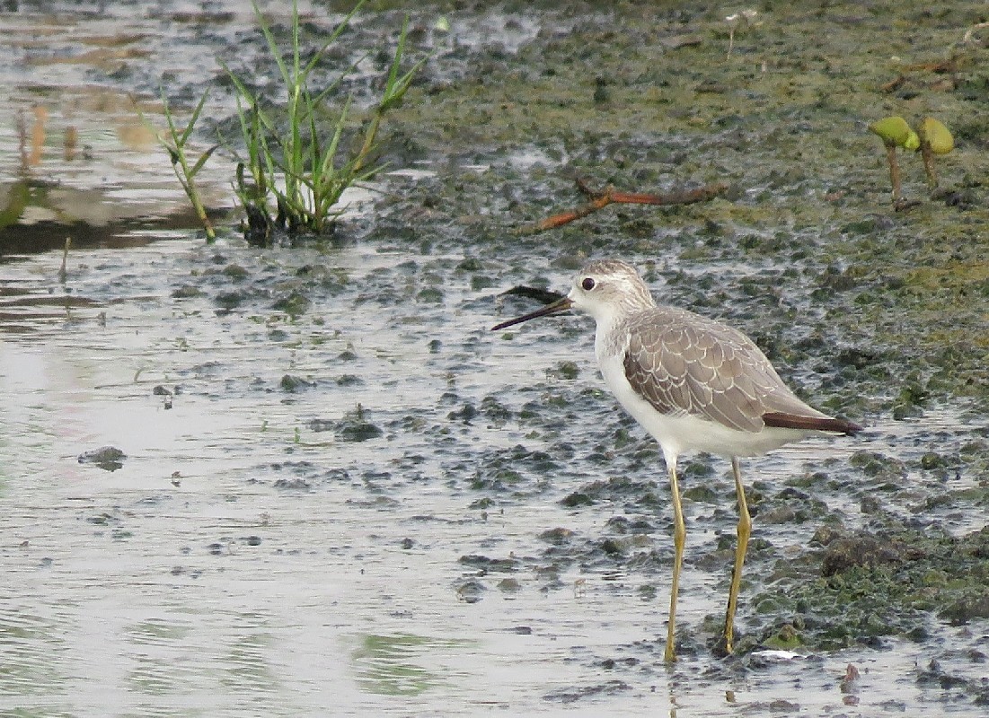 Marsh Sandpiper at Dakar Technopole, August 2016