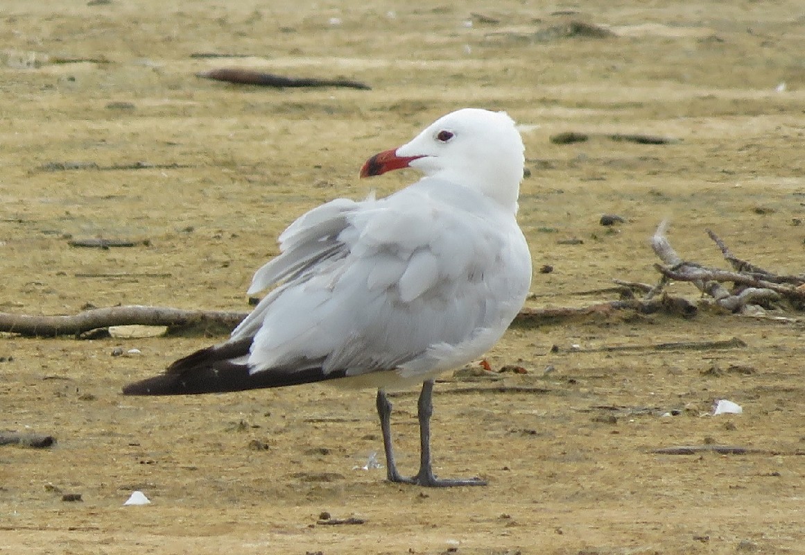 Adult Audouin's Gull on wintering site, Saloum Delta, Senegal