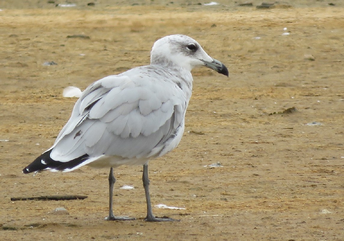 Audouin's Gull on wintering site, Saloum Delta, Senegal