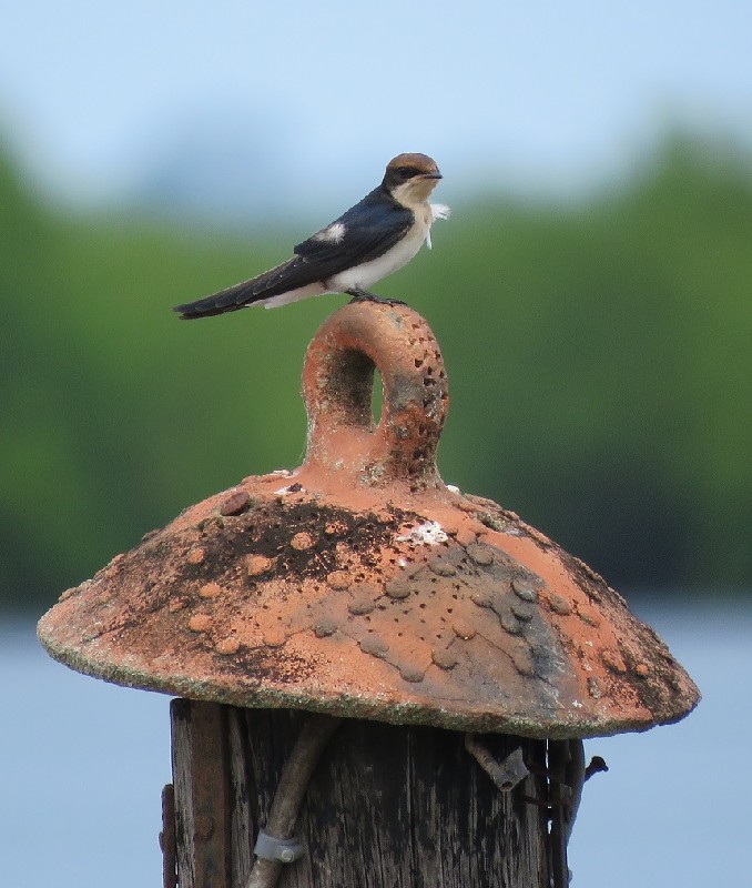 Young Wire-tailed Swallow resting