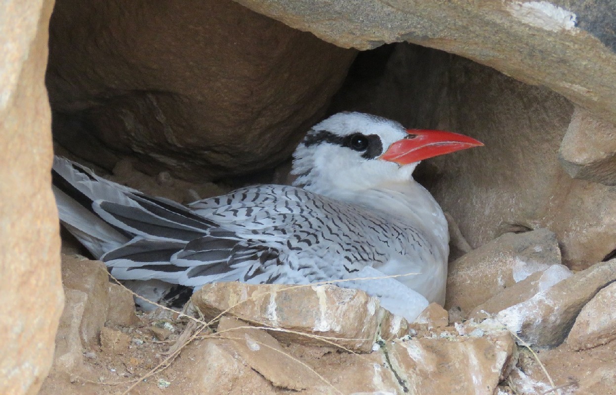 Breeding Red-billed Tropicbird