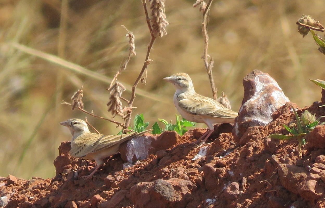 Greater Short-toed Larks, Saloum delta
