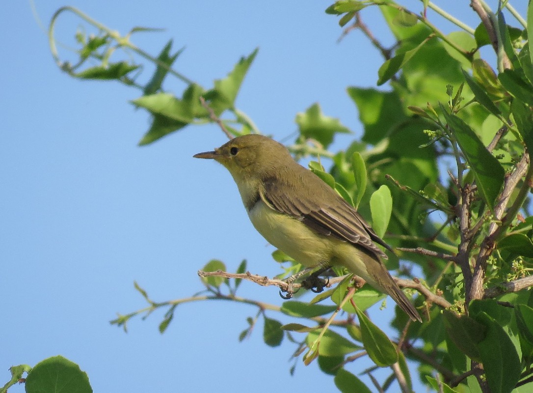 Moulting Melodious Warbler, Saloum delta