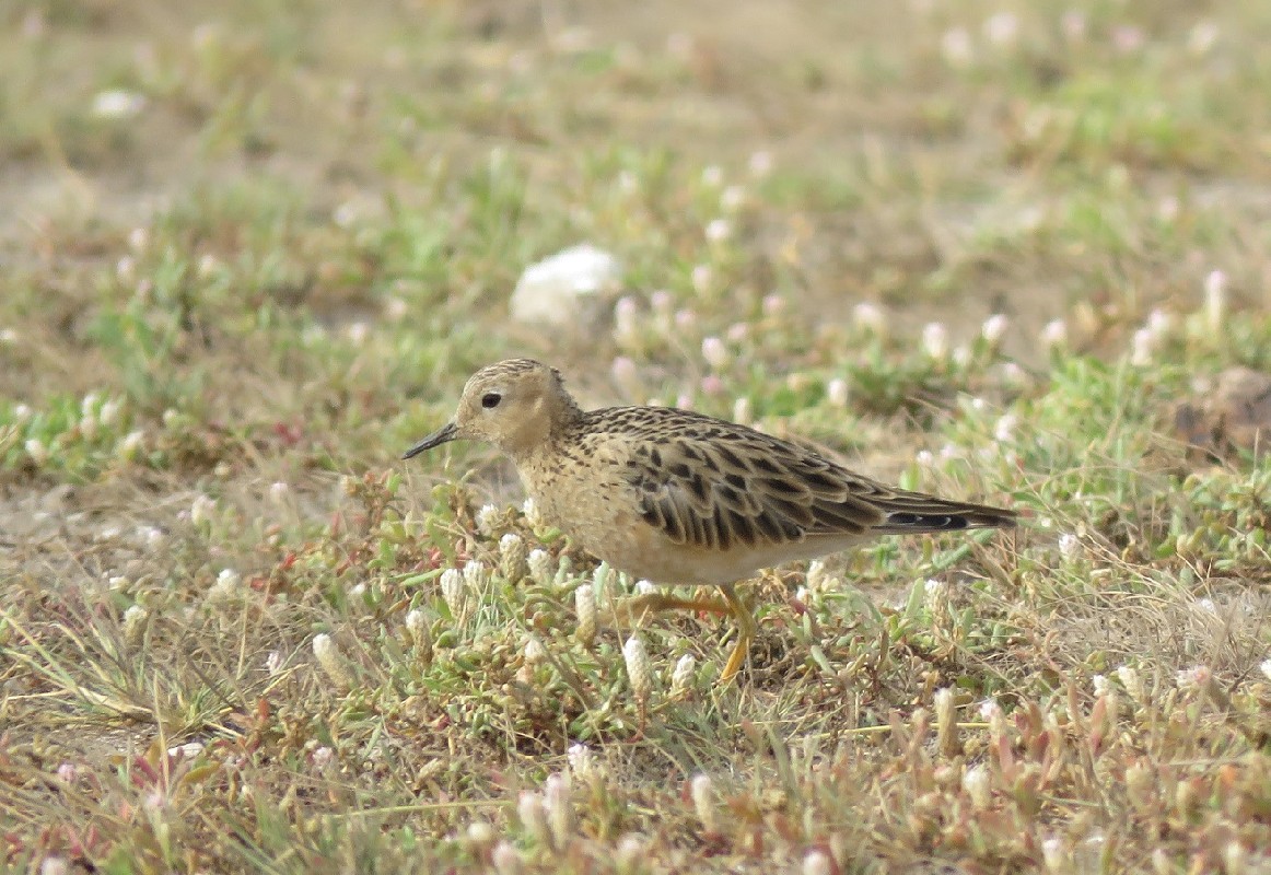 One of three Buff-breasted Sandpipers near Lac Rose, Senegal, December 2016