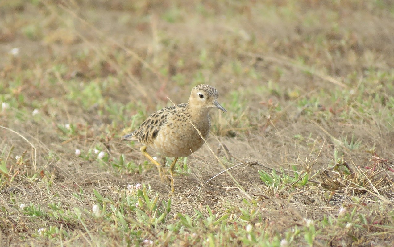 One of three Buff-breasted Sandpipers near Lac Rose, Senegal, December 2016