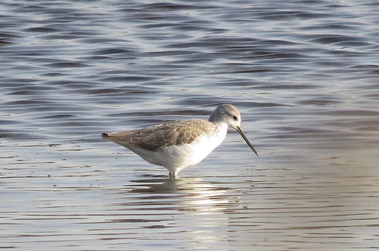 Marsh Sandpiper feeding in a small pond at Technopole, Dakar