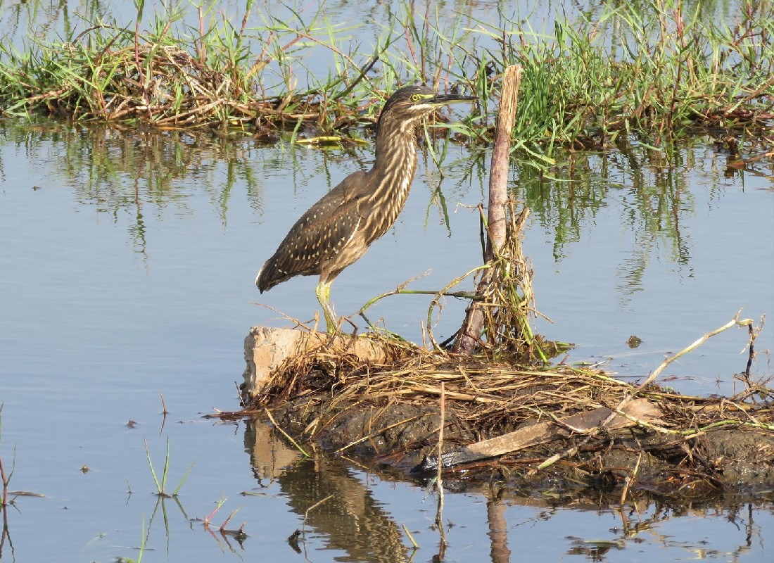 Young Striated Heron at Technopole, Dakar
