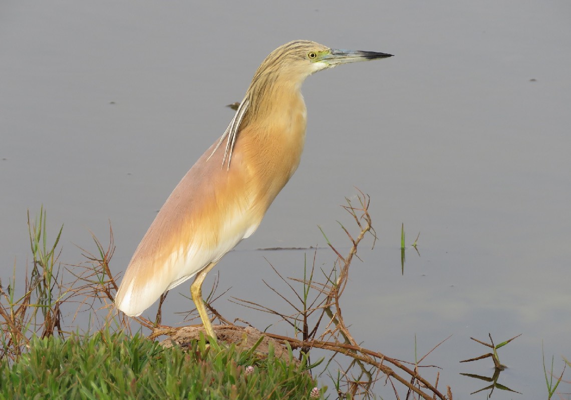 Squacco Heron