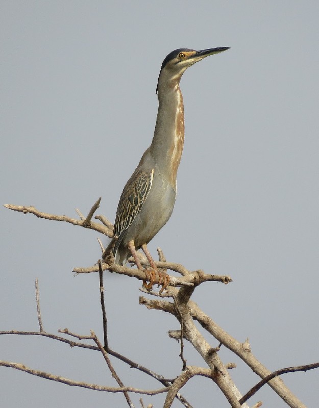 Adult Striated Heron near breeding site