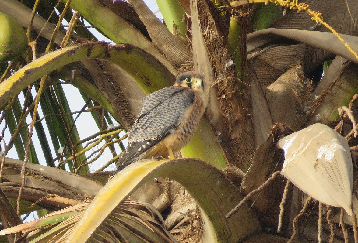 Juvenile Red-necked Falcon in a palm tree, near nest