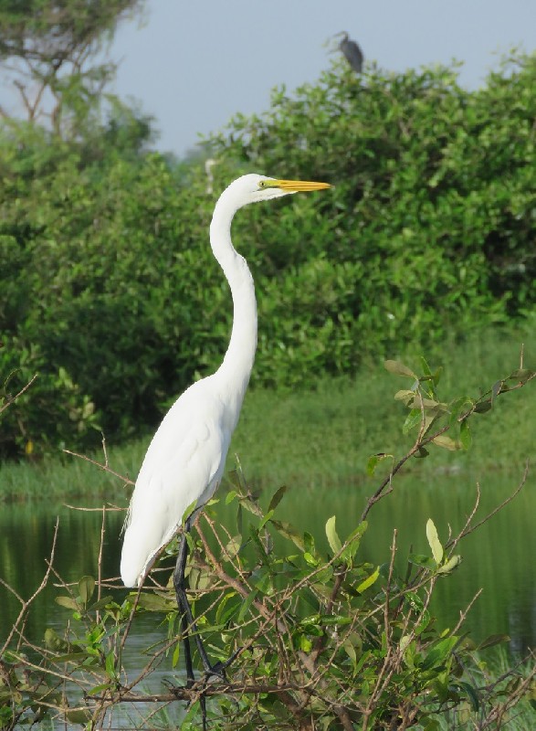 Great Egret