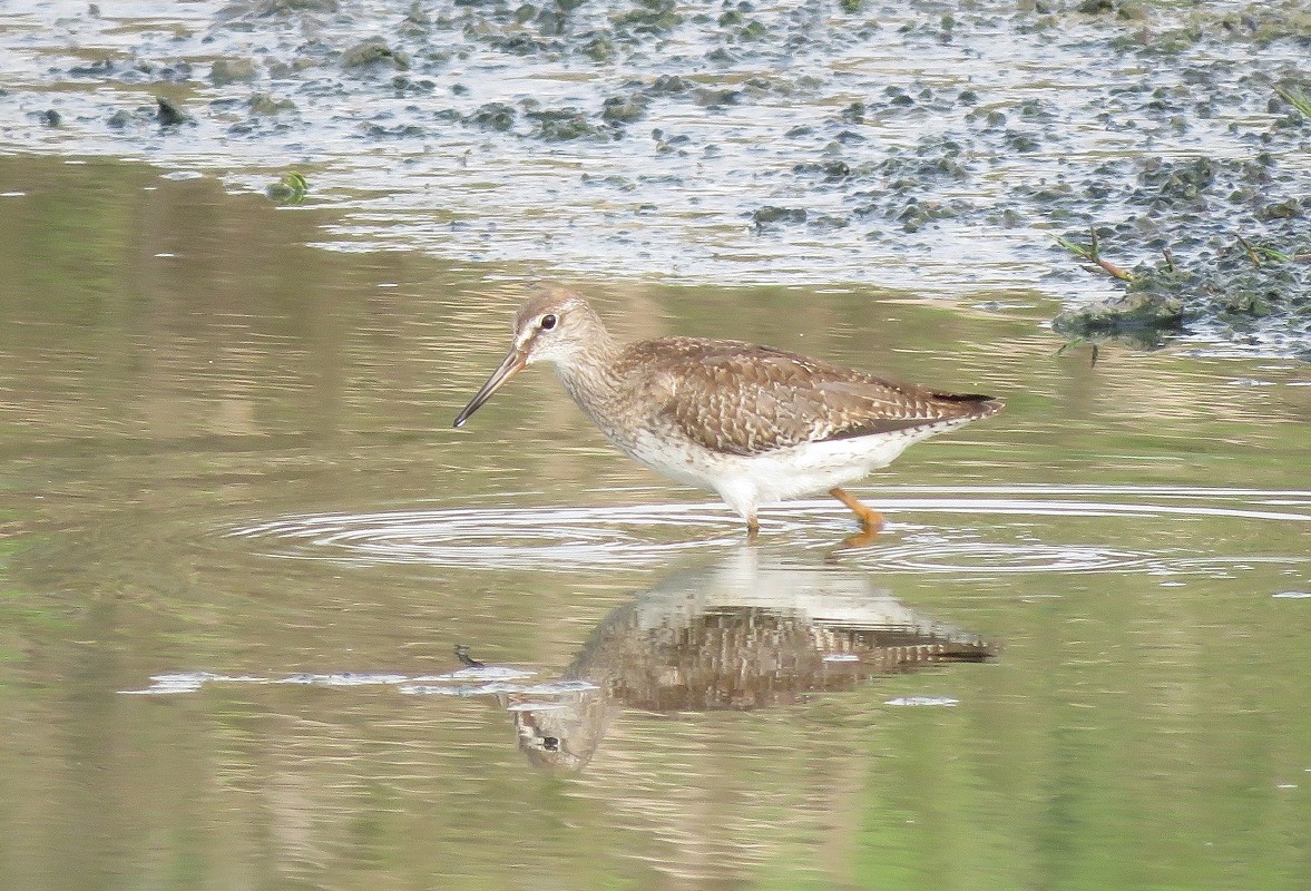 Juvenile Redshank