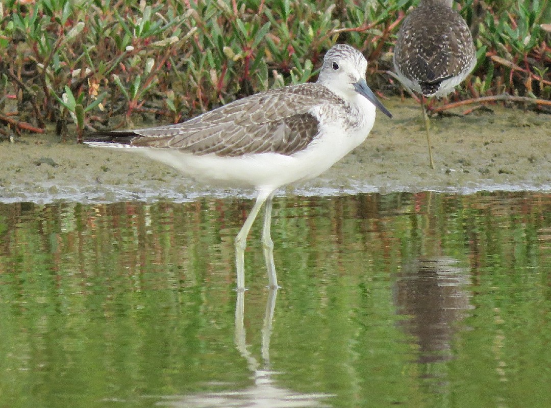 Greenshank at Technopole
