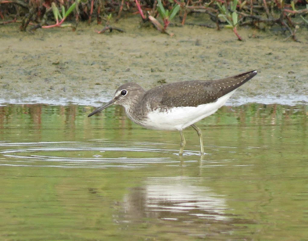 Green Sandpiper feeding at Technopole