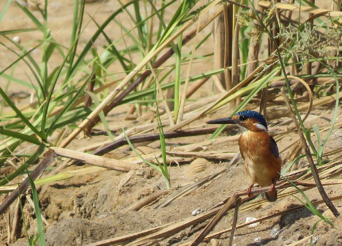 Malachite Kingfisher