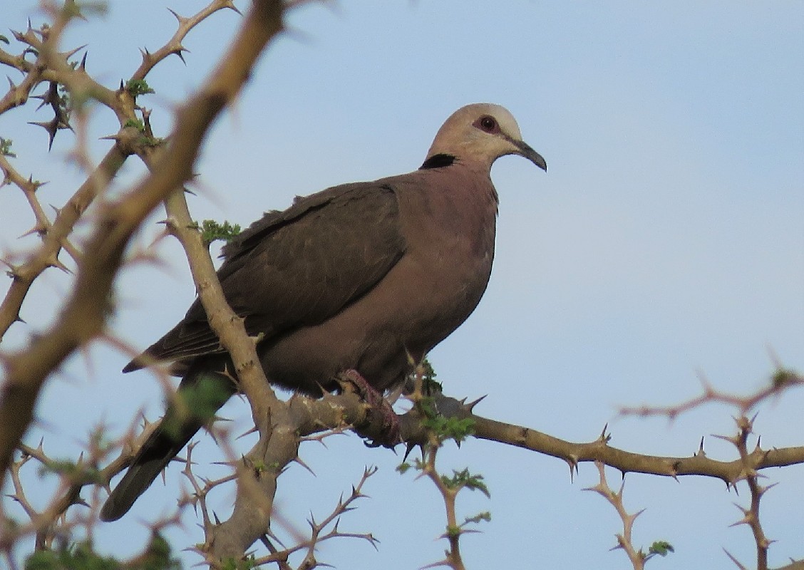 Red-eyed Dove