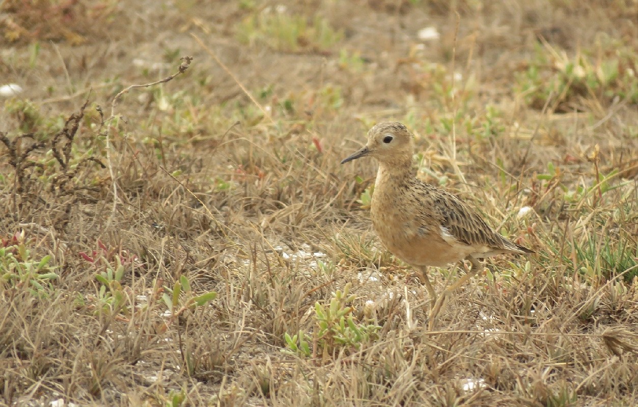 Buff-breasted Sandpiper near Lac Rose, Senegal