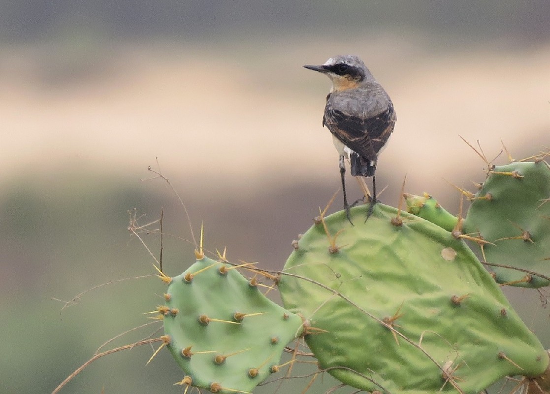 Northern Wheatear near Lac Rose