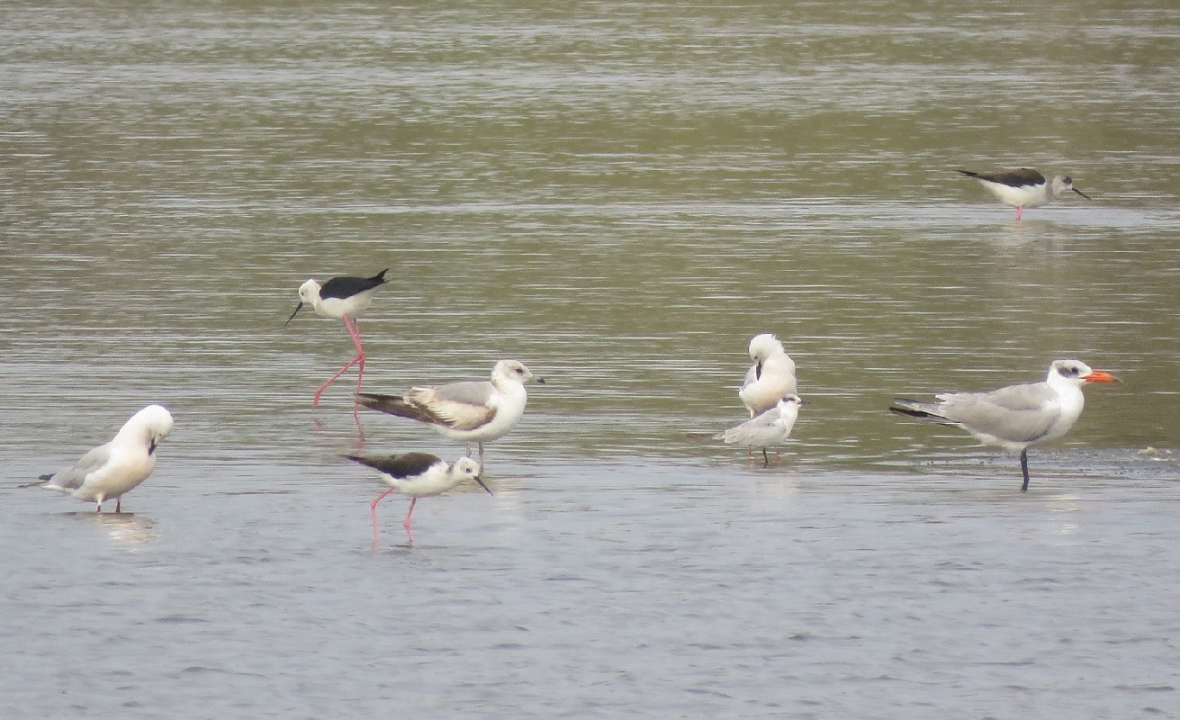 Vagrant Common Gull with Caspian and Whiskered Terns, Slender-billed Gulls and Black-winged Stilts