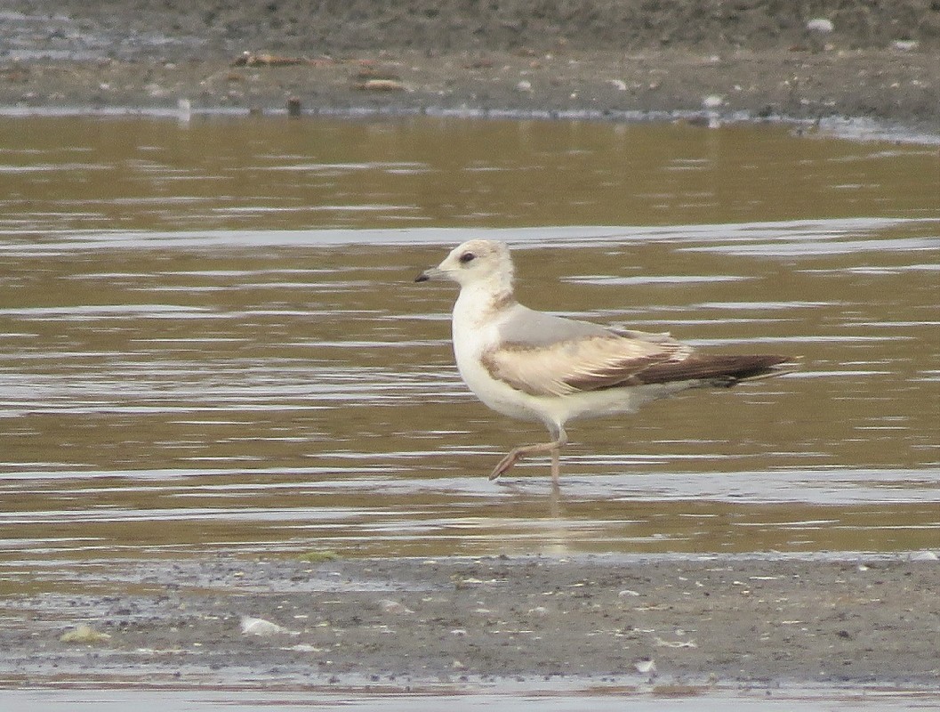 Vagrant Common Gull at Technopole, Dakar