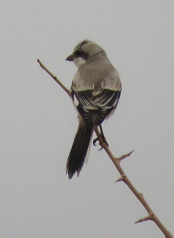 Southern Grey Shrike