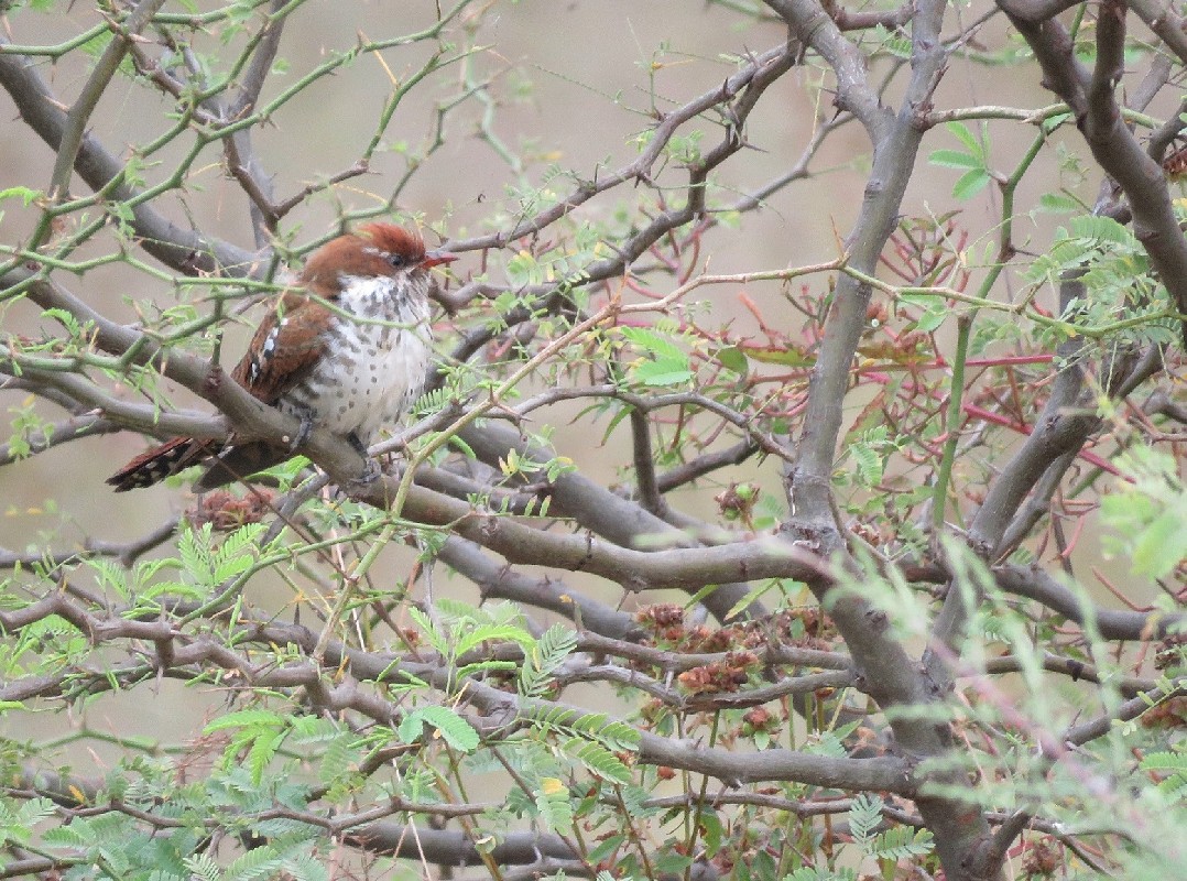 Diederik Cuckoo