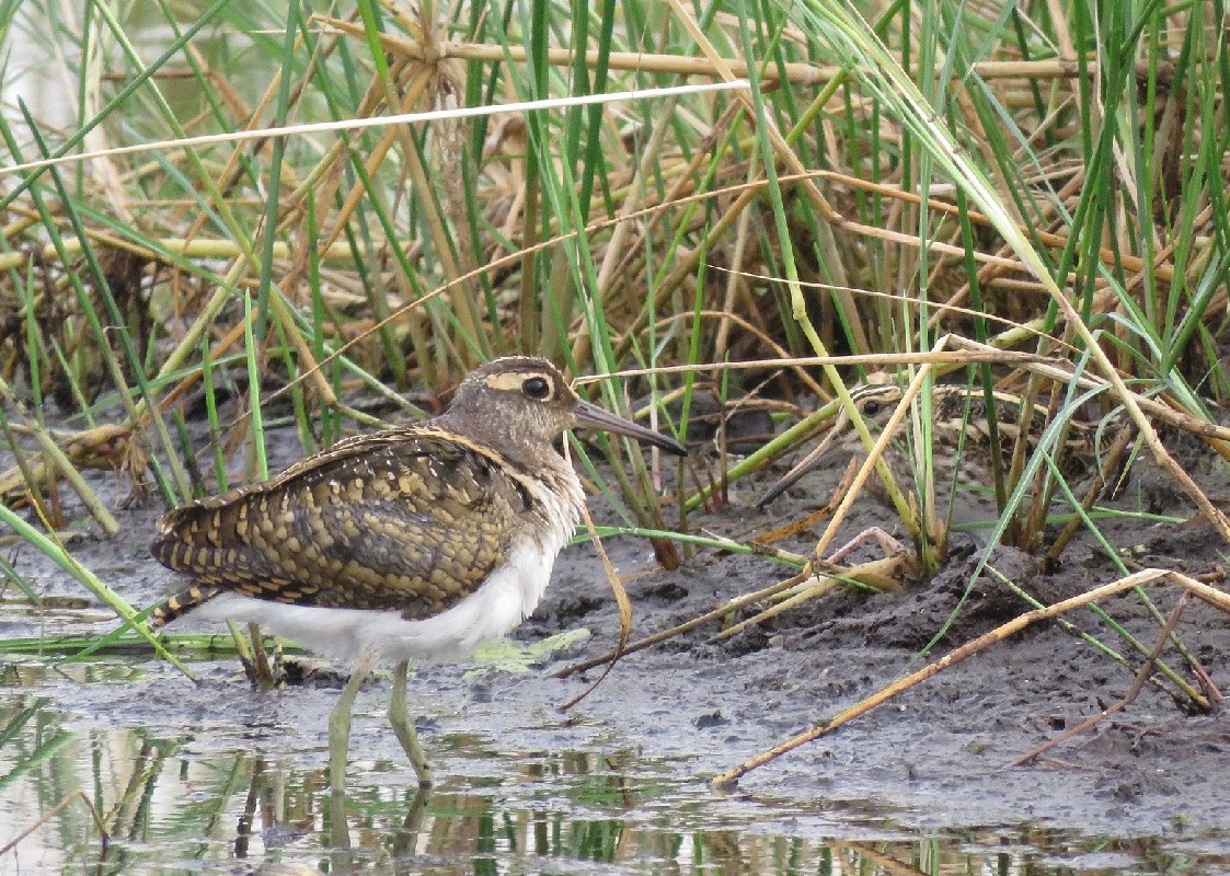 Greater Painted-Snipe