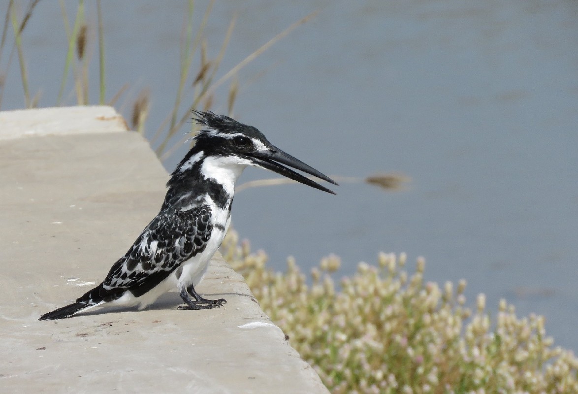 Pied Kingfisher