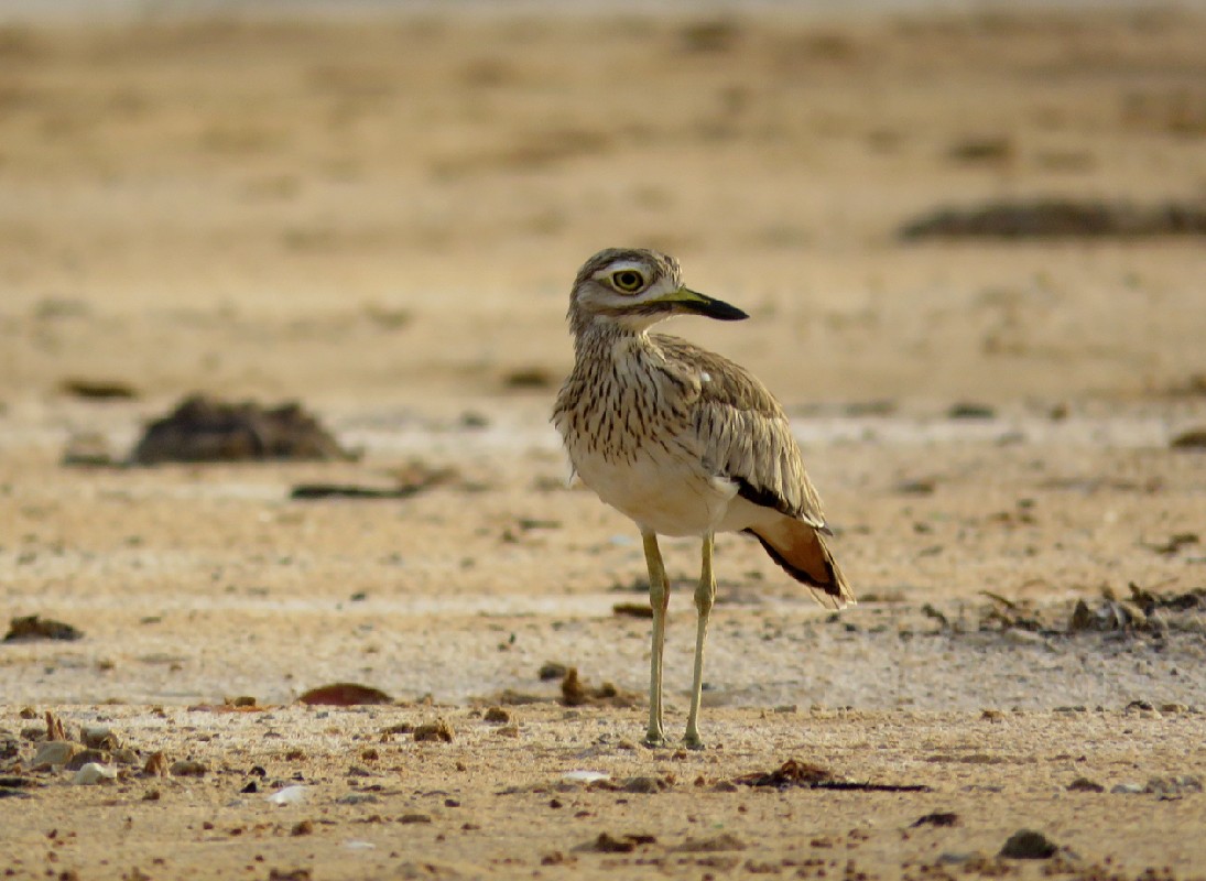 Senegal Thick-knee at Somone lagoon