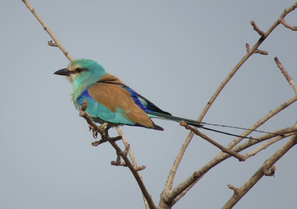 Abyssinian Roller