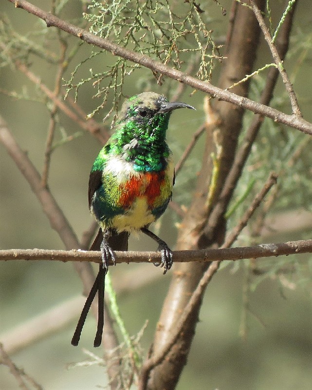 Beautiful Sunbird