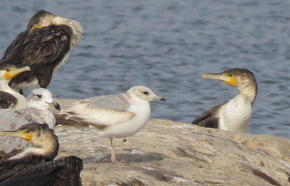 Common Gull at Technopole